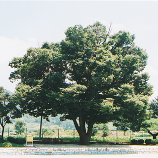 옥동리 느티나무(풍치목)